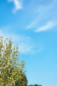 Captivating blue sky with light clouds and a blossoming tree, captured outdoors.