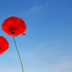 a couple of poppy flowers, poppy, beautiful flowers, flower wallpaper, poppy flower, poppy flowers, corn poppy, clap rose, postcard, flower background, flower, invitation card, love, nature, eroticism, few, friendship, intimate, married couple, separation