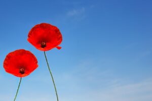 a couple of poppy flowers, poppy, beautiful flowers, flower wallpaper, poppy flower, poppy flowers, corn poppy, clap rose, postcard, flower background, flower, invitation card, love, nature, eroticism, few, friendship, intimate, married couple, separation
