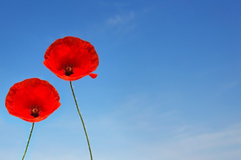 a couple of poppy flowers, poppy, beautiful flowers, flower wallpaper, poppy flower, poppy flowers, corn poppy, clap rose, postcard, flower background, flower, invitation card, love, nature, eroticism, few, friendship, intimate, married couple, separation