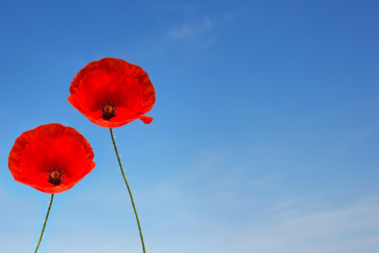 a couple of poppy flowers, poppy, beautiful flowers, flower wallpaper, poppy flower, poppy flowers, corn poppy, clap rose, postcard, flower background, flower, invitation card, love, nature, eroticism, few, friendship, intimate, married couple, separation