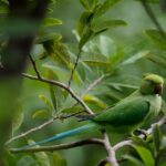 parrot, wildlife, green, bird, tree, nature, closeup, posing, parrot, parrot, parrot, parrot, parrot