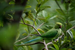 parrot, wildlife, green, bird, tree, nature, closeup, posing, parrot, parrot, parrot, parrot, parrot