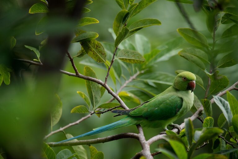 parrot, wildlife, green, bird, tree, nature, closeup, posing, parrot, parrot, parrot, parrot, parrot