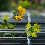 flower, flower background, road, grid, blossom, flower wallpaper, bloom, beautiful flowers, nature