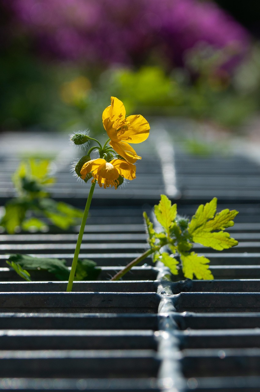flower, flower background, road, grid, blossom, flower wallpaper, bloom, beautiful flowers, nature