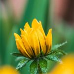 A vibrant yellow flower in sharp focus, with a soft, blurred background.
