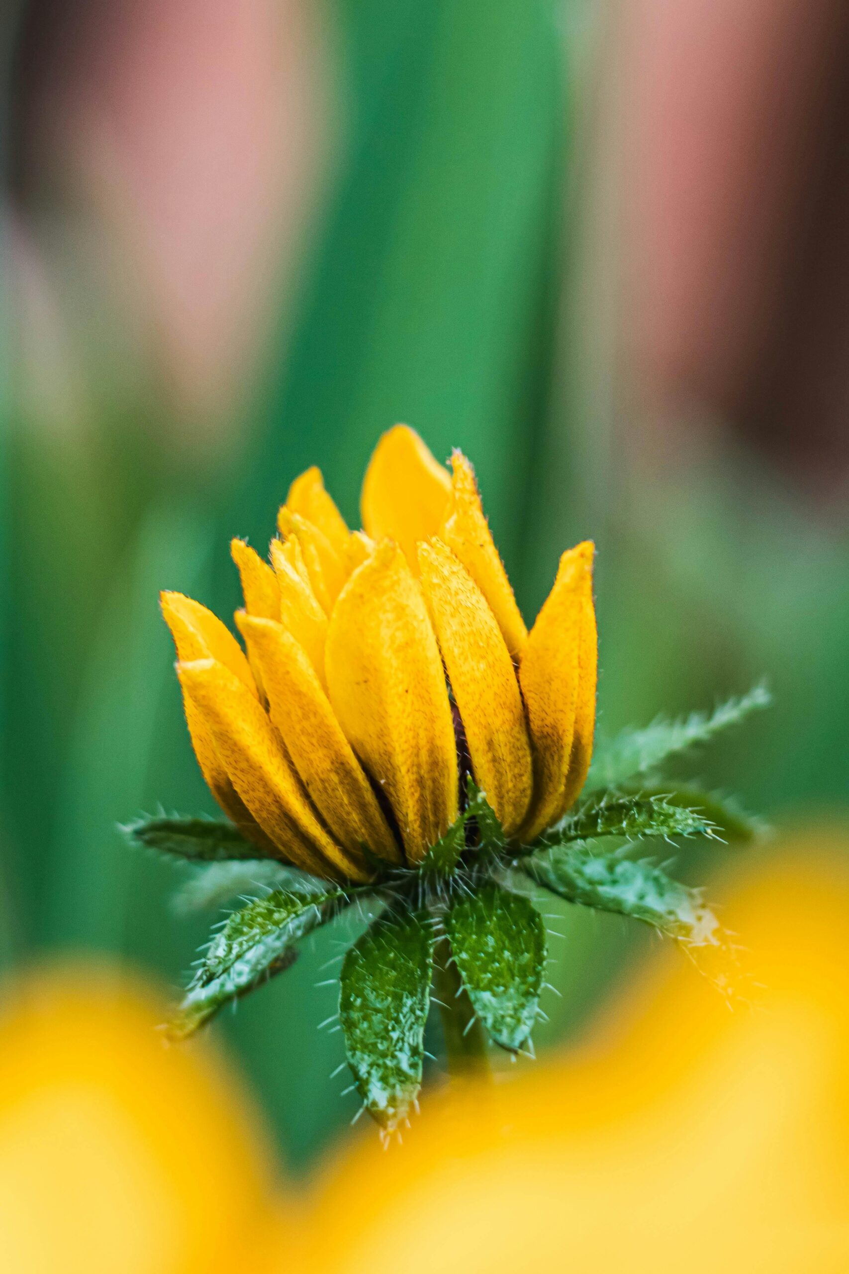 A vibrant yellow flower in sharp focus, with a soft, blurred background.