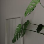Stylish room featuring a monstera plant and a mirror, emphasizing minimalist decor.