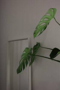 Stylish room featuring a monstera plant and a mirror, emphasizing minimalist decor.