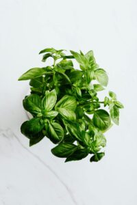 Close-up of vibrant green basil leaves against a clean white backdrop.