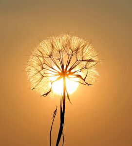 dandelion, flower background, nature, sun, backlighting, beautiful flowers, silhouette, flower, seeds, orange sun, sunset, dusk, flower wallpaper, twilight, orange sky