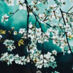 blossoms, white flowers, spring, nature, spring, spring, spring, spring, spring, nature, nature
