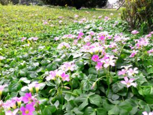 Lush pink clover flowers bloom in Hualien County, Taiwan, creating a vibrant springtime scene.