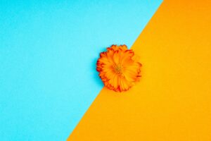 Vibrant orange flower on a split blue and orange background, showcasing contrast and creativity.