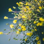 flowers, bloom, flower background, blossom, growth, botany, beautiful flowers, nature, flower wallpaper, garden, flora