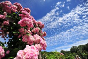 rose, rose flower, nature, sky, cool