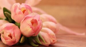 flowers, tulips, beautiful flowers, cultivated tulips, spring, flower wallpaper, blossoms, nature, happy mothers day, flower background, early bloomer, soft pink, tender, spring flower, beginning of spring, flora, beauty, romance, floral greeting, ornamental flower, bouquet of flowers