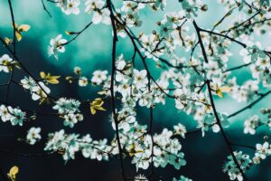 blossoms, white flowers, spring, nature, spring, spring, spring, spring, spring, nature, nature