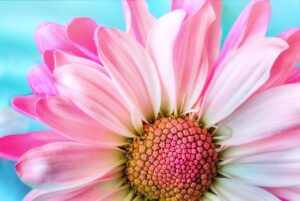 flower, flower wallpaper, nature, flora, flower background, beautiful flowers, petal, summer, daisy, pink, macro, hd wallpaper, nature wallpaper, beautiful nature, pink nature, pink flower, pink summer, pink wallpaper, nature background, pink natural