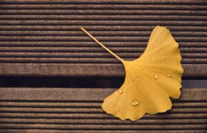 ginkgo, nature, leaf, terrace board, fall, yellow, medicinal plant, memory, stress