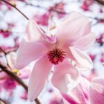 magnolia flower, blossom, flower, petals, bloom, magnolia, pistil, flower background, spring, nature, flower wallpaper, environment, beautiful flowers, plants