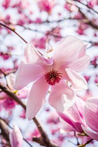 magnolia flower, blossom, flower, petals, bloom, magnolia, pistil, flower background, spring, nature, flower wallpaper, environment, beautiful flowers, plants