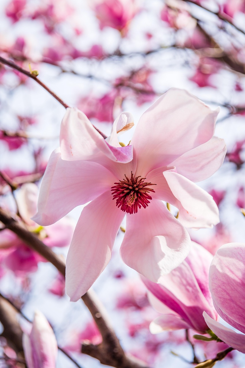 magnolia flower, blossom, flower, petals, bloom, magnolia, pistil, flower background, spring, nature, flower wallpaper, environment, beautiful flowers, plants