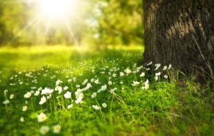 flowers, meadow, sunlight, flower wallpaper, summer, light, rays, beams, wildlflowers, beautiful flowers, flower background, bloom, blossom, white flowers, wild grass, nature
