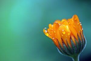 marigold, flower, flower wallpaper, flower background, dewdrops, water droplets, pot marigold, petals, orange flower, orange petals, blooming, blossoming, wet, flora, nature, close up, beautiful flowers, single, single flower, plant, calendula