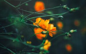 sulfur cosmos, flower, plant, buds, orange flower, cosmos sulphureus, flower wallpaper, flower background, bloom, flora, garden, nature, beautiful flowers, closeup