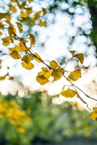 A serene view of golden ginkgo leaves in early winter, captured in Nanjing, China.