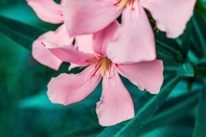 flower, oleander, flower background, garden, summer, nature, flora, flower wallpaper, botany, petals, beautiful flowers, macro