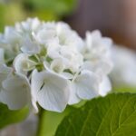 flower, flower wallpaper, hydrangea, plant, flower background, beautiful flowers, green, macro, nature