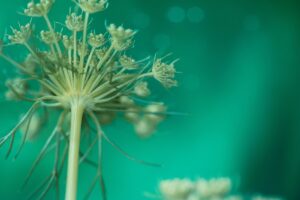 flower, petals, blossom, bloom, botany, plant, flower background, umbel, growth, nature, flower wallpaper, beautiful flowers, green