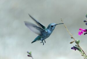 hummingbird, nature, bird, flower wallpaper, wings, beak, flower background, beautiful flowers, plumage, bright, colorful, flowers