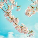 cherry blossoms, flower wallpaper, flower background, nature, flowers, beautiful flowers, sakura, spring, blue sky, clouds, japan