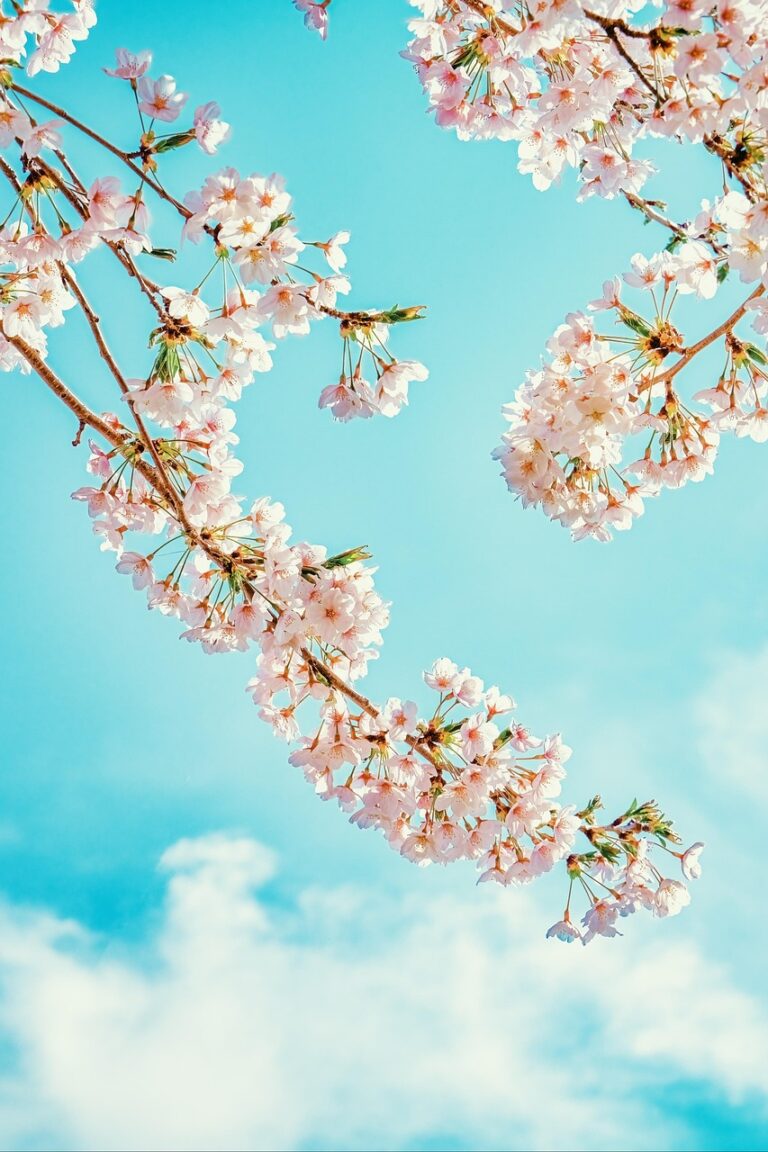 cherry blossoms, flower wallpaper, flower background, nature, flowers, beautiful flowers, sakura, spring, blue sky, clouds, japan