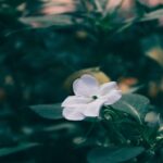 flower, white flower, garden, nature, landscape, flower wallpaper, flower background, beautiful flowers, blossom