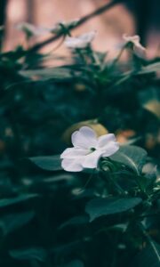 flower, white flower, garden, nature, landscape, flower wallpaper, flower background, beautiful flowers, blossom