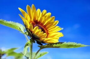 sunflower, beautiful flowers, flower, plant, petals, flower wallpaper, yellow flower, bloom, blossom, summer, garden, flower background, nature