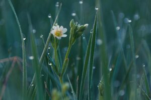 grass, flower wallpaper, dewdrops, wildflowers, meadow, nature, flower background, flowers, beautiful flowers, plants, raindrops