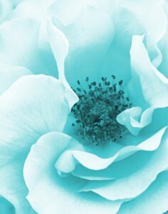 blue, rose flower, rose, flower, romantic, floral, nature, bloom, flower wallpaper, blossom, flower background, decorative, digital art, beautiful flowers, botanical, petals, macro, full frame, blooming, garden rose, detail, artistic