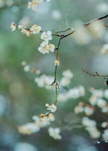 flowers, branch, spring, white flowers, petals, bloom, blossom, tree, flower wallpaper, flora, flower background, nature, beautiful flowers, green