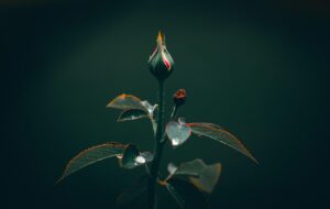 flower, bloom, nature, blossom, flora, beautiful flowers, petals, garden, plants, flower background, floral, green, leaves, flower wallpaper, forest, foliage, raindrops, rain, raining, wet, wetleaves, waterdrop, droplets, naturebeauty