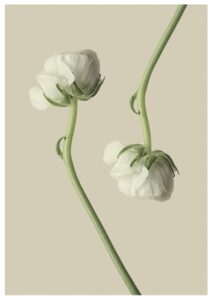 ranunculus, buttercup, beautiful flowers, white flower, flower, flower wallpaper, flower background, blossom, bloom, nature