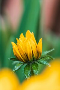 A vibrant yellow flower in sharp focus, with a soft, blurred background.