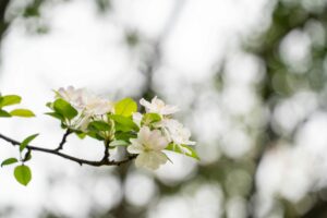 Delicate cherry blossom branch with fresh green leaves in a bright outdoor setting, signaling the arrival of spring.