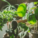 A variety of houseplants in pots basking in sunlight indoors, showcasing greenery and growth.