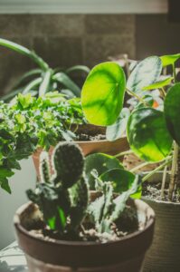 A variety of houseplants in pots basking in sunlight indoors, showcasing greenery and growth.